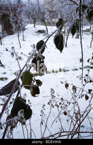 Scène hivernale, première neige avec buisson recouvert de gel Banque D'Images