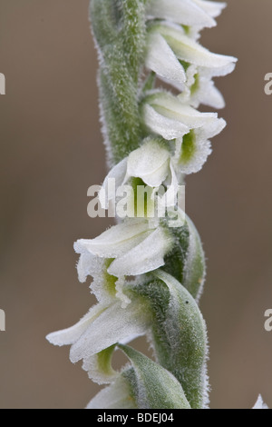 Automne Ladies' Tresses (Spiranthes spiralis) orchid Banque D'Images