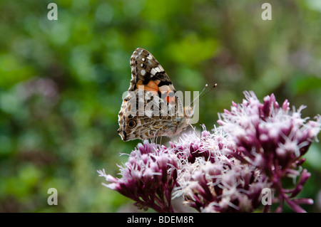 Papillon belle dame, Vanessa cardui, West Sussex, UK Banque D'Images