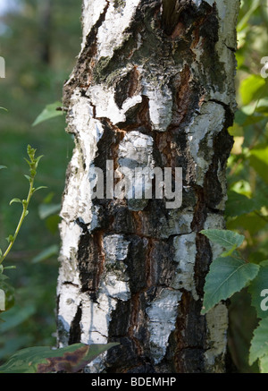 L'écorce de bouleau, arbre, close-up Banque D'Images