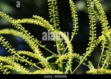 Fleurs de grande herbe à poux (Ambrosia trifida) Banque D'Images