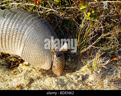 Tatou à neuf bandes mammal en floride Banque D'Images