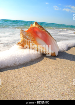 Une coquille de Conque reine sur une plage de Floride USA Banque D'Images