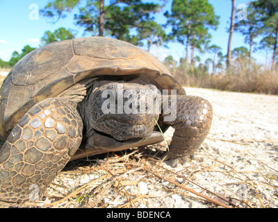Un Gopher tortue de Floride aux Etats-Unis Banque D'Images