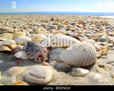 Les coquillages coquillages sur une plage à Sanibel ou Captiva Island, en Floride aux Etats-Unis Banque D'Images