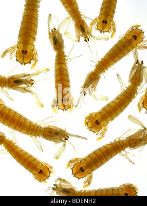 Crevettes mantis Banque D'Images