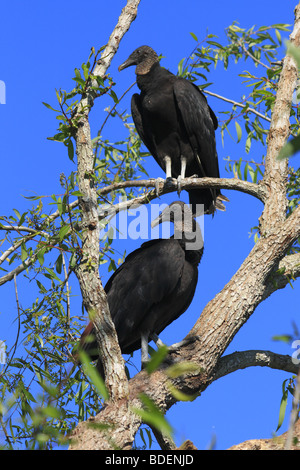 Deux vautours noirs perchées dans un arbre à Myakka River State Park en Floride aux ETATS UNIS Banque D'Images