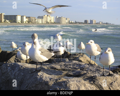 Venice Beach Floride USA avec des goélands sur les rochers Banque D'Images