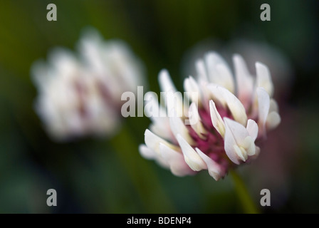 Fleurs de trèfle blanc Banque D'Images
