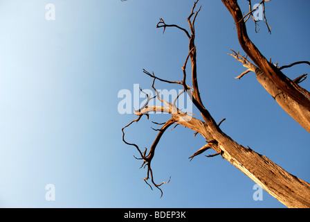 Vieux, arbres morts dans Arches National Park Banque D'Images