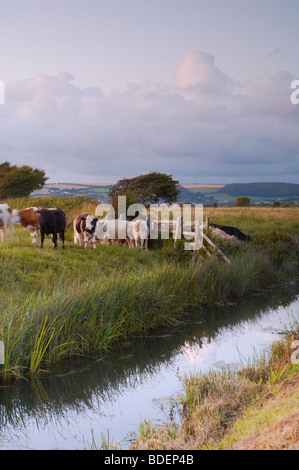 Le pâturage du bétail dans la dernière lumière sur le bord d'un fossé de drainage sur Braunton marais dans le Nord du Devon UK Banque D'Images