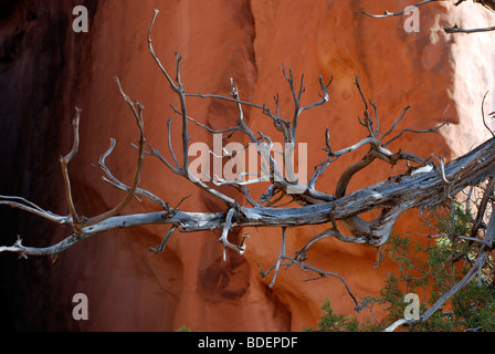 Vieux, arbres morts dans Arches National Park Banque D'Images