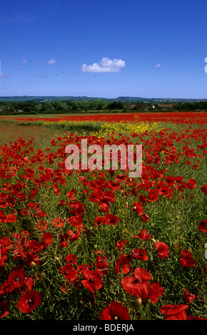 Prairie pleine de fleurs de pavot sur belle journée d'été près de Scarborough dans le Yorkshire UK Banque D'Images