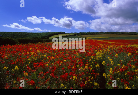 Prairie pleine de fleurs de pavot sur belle journée d'été près de Scarborough dans le Yorkshire UK Banque D'Images