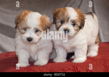Le Coton de Tuléar est un petit chien de race. Banque D'Images