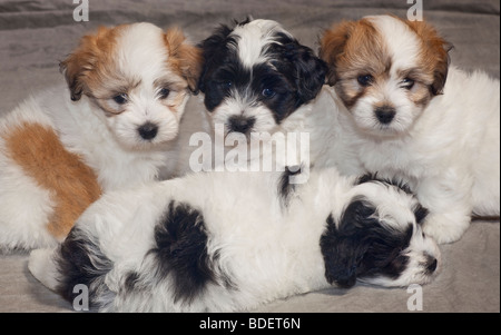 Le Coton de Tuléar est un petit chien de race. Banque D'Images