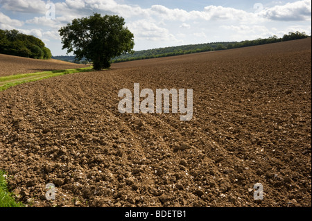 Un champ labouré en terres agricoles Chilterns Banque D'Images