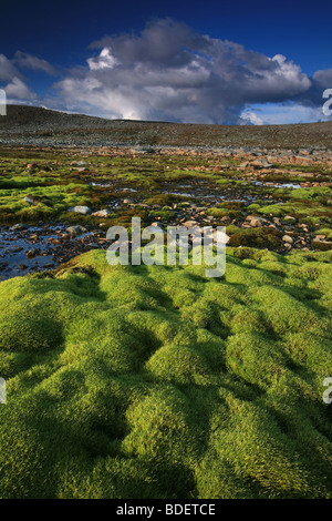 Tapis de mousse verte près de Snøheim dans le parc national de Dovrefjell, la Norvège. Banque D'Images