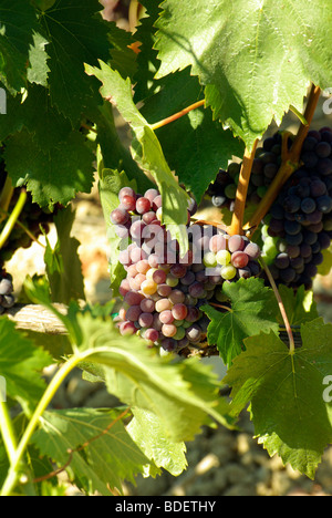 Red Wine grapes growing sur une vigne près de l'abbaye de Sant'Antimo, Saint Antimo l'abbaye ou l'abbaye de Sant'Antimo, , Toscane Banque D'Images