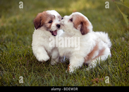 Le Coton de Tuléar est un petit chien de race. Banque D'Images