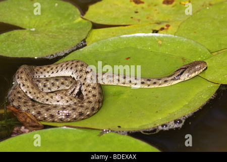 Snake (Natrix tessellata dés) est un serpent venimeux non européen Banque D'Images