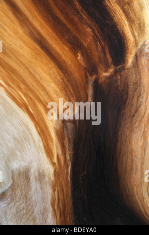 Détail de grain du bois à partir d'un grand bassin de vie bristlecone pine tree (environ 4 000 ans). Banque D'Images