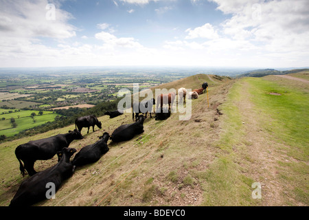 Repos du bétail par un sentier à flanc de colline sur les collines de Malvern Banque D'Images