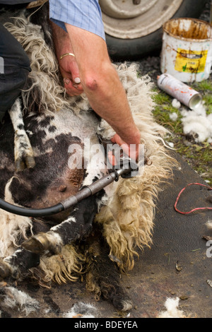 Tonte de moutons dans le Yorkshire, Royaume-Uni Banque D'Images