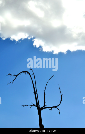 Silhouette d'arbre mort sur ciel bleu avec des nuages Banque D'Images