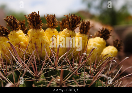 Des fruits sur un baril fishhook cactus Banque D'Images