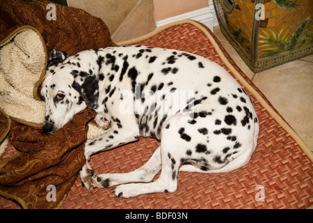 Chien dalmatien endormi sieste sur bed coussin dans la maison vue d'en haut au-dessus de MR Banque D'Images