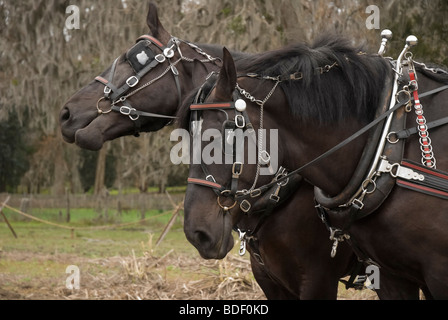 Festival annuel de jours de charrue à Dudley, lieu historique de La Ferme, Parc d'état de Newberry, Floride--Registre National des Endroits Historiques. Banque D'Images