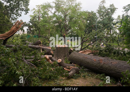 Arbre endommagé pendant un orage d'été est partiellement coupé en morceaux pour la dépose. Banque D'Images