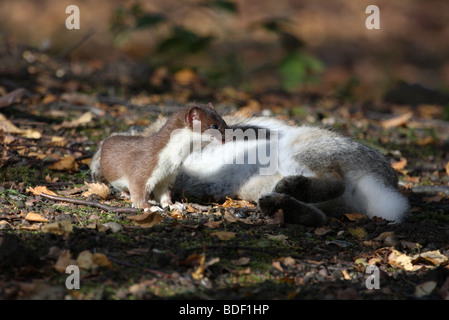 Hermine avec Lapin Banque D'Images