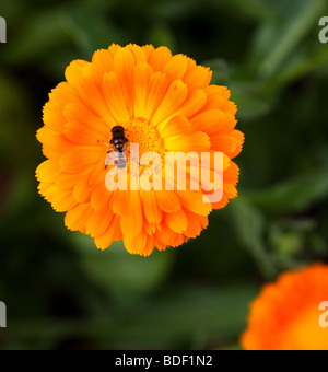 Abeille sur une fleur Banque D'Images