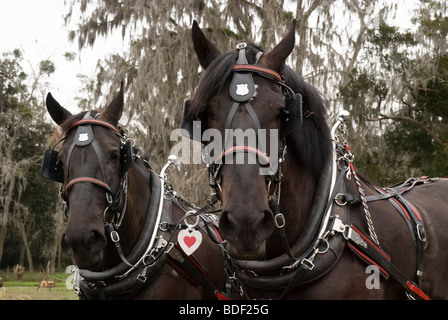 Festival annuel de jours de charrue à Dudley, lieu historique de La Ferme, Parc d'état de Newberry, Floride--Registre National des Endroits Historiques. Banque D'Images