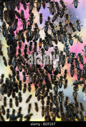 Abeilles Banque D'Images