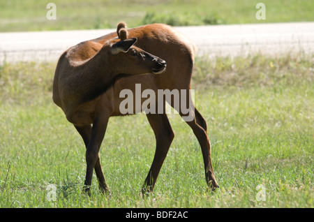 Young male elk sur le côté de l'autoroute à Jasper, Alberta, Canada Banque D'Images