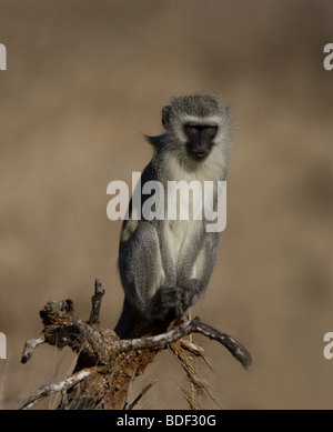 Un singe sur le haut des arbres, le parc Kruger. Banque D'Images