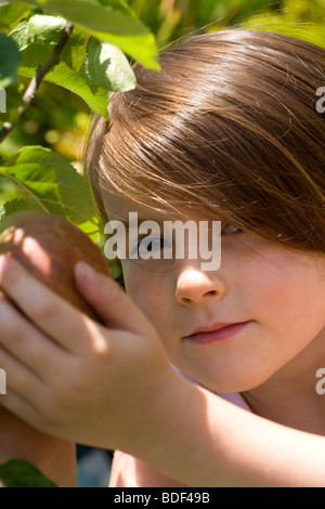 Une alimentation saine pour les enfants, l'autocueillette des pommes dans le jardin. Encourager les jeunes à être l'un de leurs cinq fruits & légumes par jour Banque D'Images
