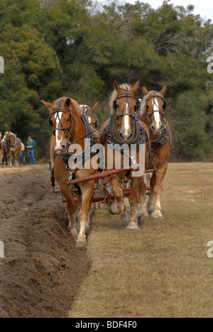 Festival annuel de jours de charrue à Dudley, lieu historique de La Ferme, Parc d'état de Newberry, Floride--Registre National des Endroits Historiques. Banque D'Images