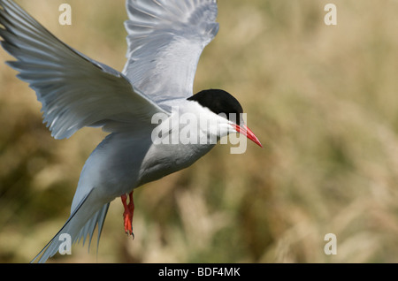 Un vol de la sterne arctique, l'île de Farne UK Banque D'Images