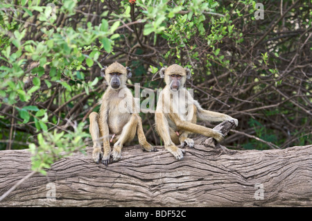 Babouin jaune de Selous en Tanzanie, région d'Afrique de l'Est Banque D'Images