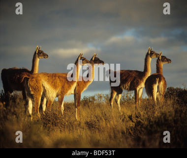 L'Argentine, Patagonie, la Province de Chubut, Cabo Dos Bahías, Guanacos Banque D'Images