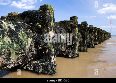 Épis en marche vers la mer couverte d'algue marine et les patelles Bridlington sur la North Beach Banque D'Images