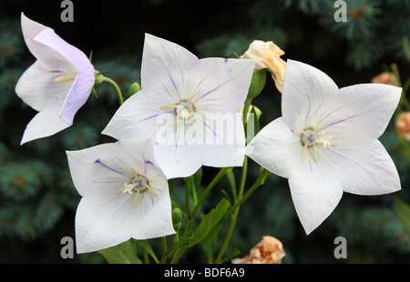 Ballon bleu fleurs blanc Lamium orvala close up Banque D'Images