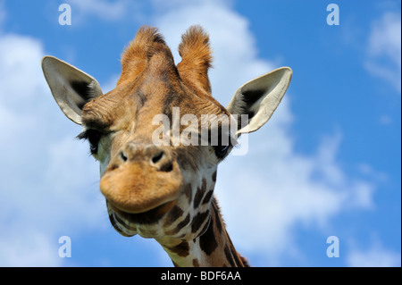 Close-up d'une drôle de girafe Banque D'Images