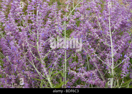 Sauge russe Perovskia atriplicifolia en fleurs fleurs 'Blue Spire' Banque D'Images