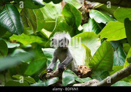 Bébé Singe Colobus rouge Banque D'Images