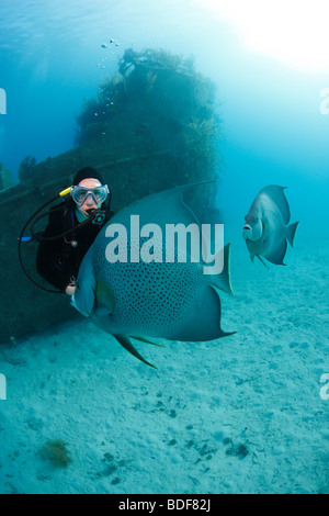 Scuba Diver admiring Gray Angelfish Pomacanthus arcuatus) (en face de l'épave de Prince Albert à Roatan, Honduras. Banque D'Images